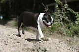 BOSTON TERRIER 022